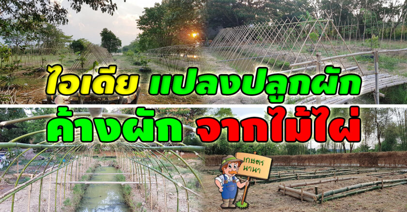 เกษตร นานา Kaset NaNa ไอเดีย แปลงปลูกผัก และค้างผัก จากไม้ไผ่