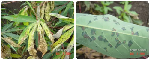 วิธีป้องกันและกำจัดโรคพืช โรคใบไหม้ มันสำปะหลัง (Cassava Bacterial Blight  Cbb) - เกษตร นานา Kaset Nana