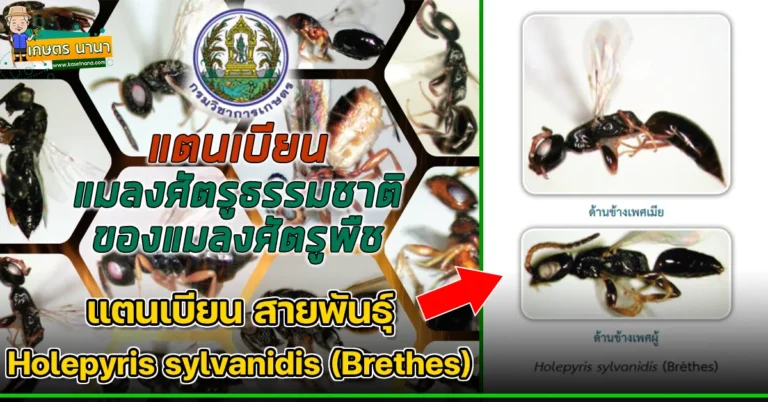 แตนเบียน สายพันธุ์ Holepyris sylvanidis (Brethes) แมลงศัตรูธรรมชาติ ของแมลงศัตรูพืช