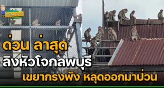ด่วนล่าสุด ลิงหัวโจกลพบุรี แหกกรง เขย่าจนพัง พาพวกบุกป่วนโรงพัก บ้านเรือนประชาชน