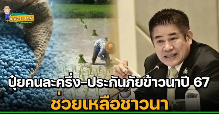 ธรรมนัส ดัน ‘ปุ๋ยคนละครึ่ง – ประกันภัยข้าวนาปี 67’ ช่วยเหลือชาวนา