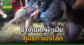 ประวัติศาสตร์ช้างไทย พังจามจุรี ตกลูกแฝด ตัวผู้-ตัวเมีย คู่แรกของโลก
