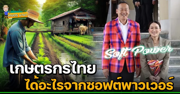 วิเคราะห์ เกษตรกรไทย ได้อะไรจากซอฟต์พาวเวอร์ Soft Power ของรัฐบาล
