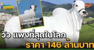 เผยโฉม เวียทินา-19 วัวแพงที่สุดในโลก มูลค่า 146 ล้านบาท